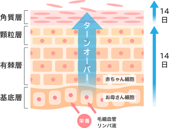 ワミレスの美容理論